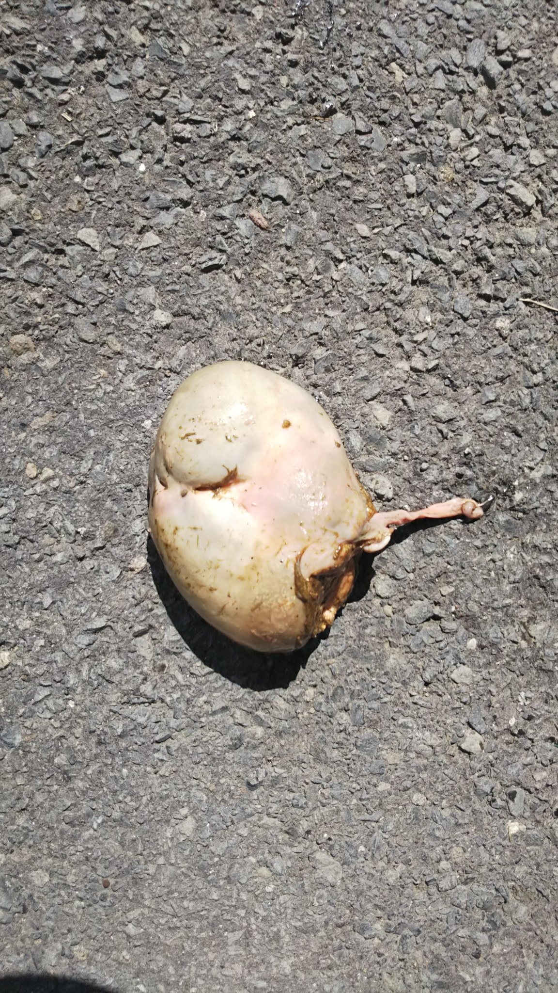 ヒサマツ 昨日分娩した牛の胎盤についてた白い塊 獣医さんに確認してもらったところ 無形無形体 奇形 の反転性裂体 奇形 という レアな奇形とレアな奇形が同時に発現した超ウルトラレアな症例だったことが判明 たぶんもう2度と見ることは無いで ヒサマツ 昨日分娩した牛の胎盤についてた白い塊 獣医さんに確認してもらったところ 無形無形体 奇形 の反転性裂体 奇形 という レアな奇形とレアな奇形が同時に発現した超ウルトラレアな症例だったことが判明 たぶんもう2度と見ることは無いで