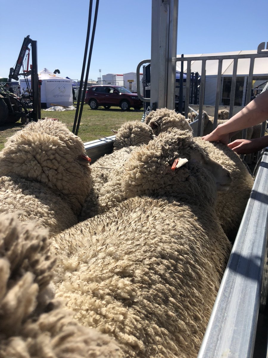 nicolejmwarner's tweet photo. Anybody in Twitter world have a Proway System? Interested in getting one, but not fully sold on them yet. Any advice/recommendations? 🐑 #AskTwitter #proway #sheephandler https://t.co/Q88YaNhOKZ