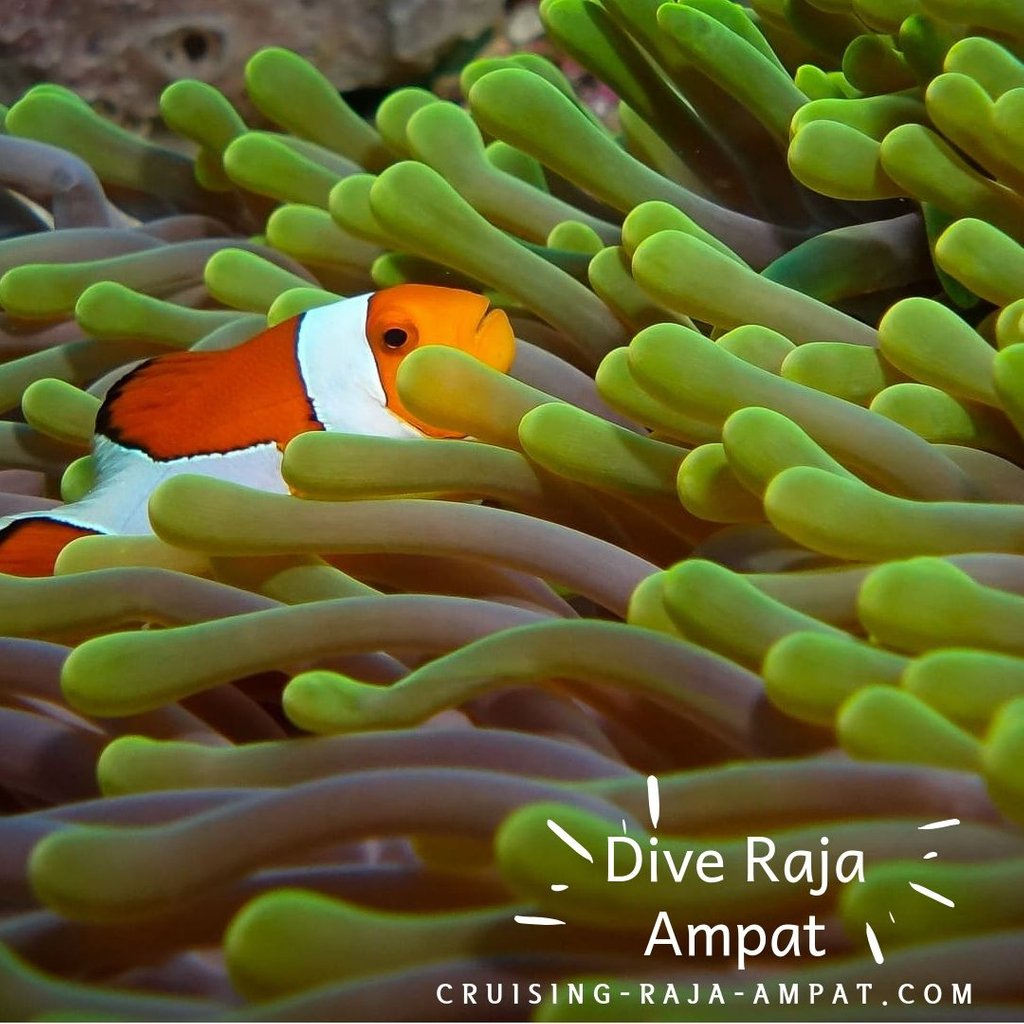 wisesarajaampat's tweet photo. Talk to our friendly team right now!
info@cruising-raja-ampat.com
Tel/Whatsapp : +628123808851

#rajaampatboatcharter
#rajaampatbiodiversityresorttripadvisor https://t.co/IjTybX7lwr