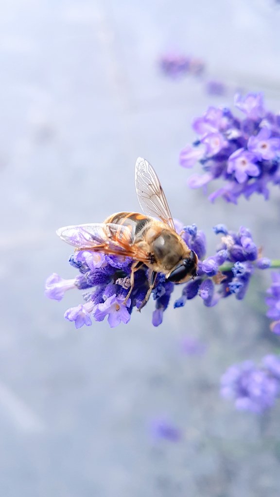 MRTfotografie's tweet photo. Goedemorgen! Een paar rake klappen en wat regen. De zomer gaat vrolijk verder met wel iets lagere temperaturen ( gelukkig). Fijne dag!☀️🐝🙋‍♀️
#foonfoto https://t.co/wgv8ZDdEuf