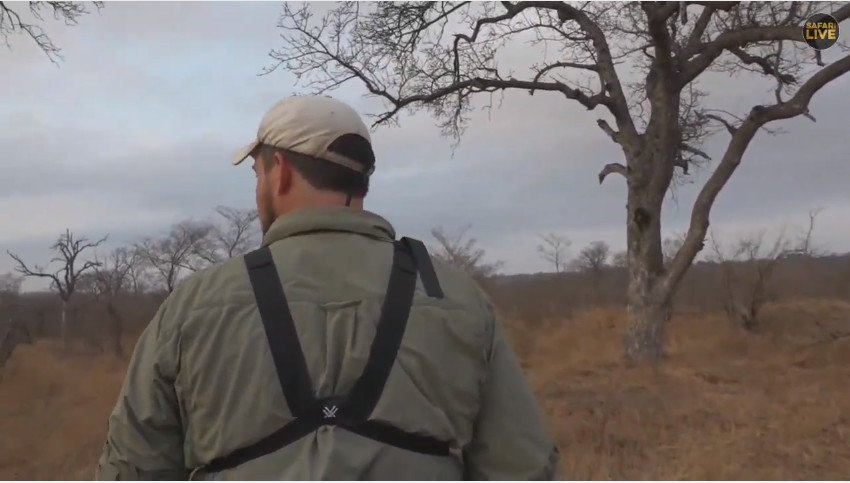 vokstar's tweet photo. At least the straps aren't as twisted as Steves #StrapWatch #safariLIVE https://t.co/CKfG7KXIcm