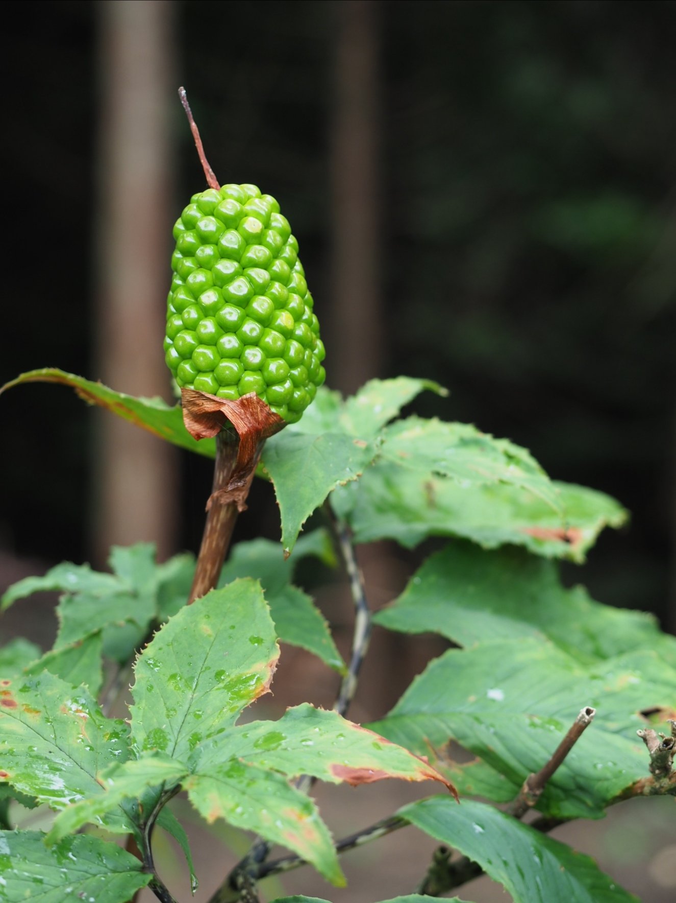 有害植物 Twitter Search Twitter