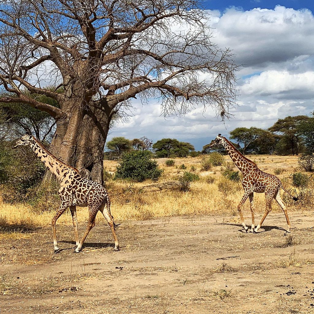 Syberspace's tweet photo. Here are just a few of the many animals we saw. @TanzaniaExpedit really showed us the time of our lives! #ShawnAndSyInTanzania2019 https://t.co/tTPM7ENbXM