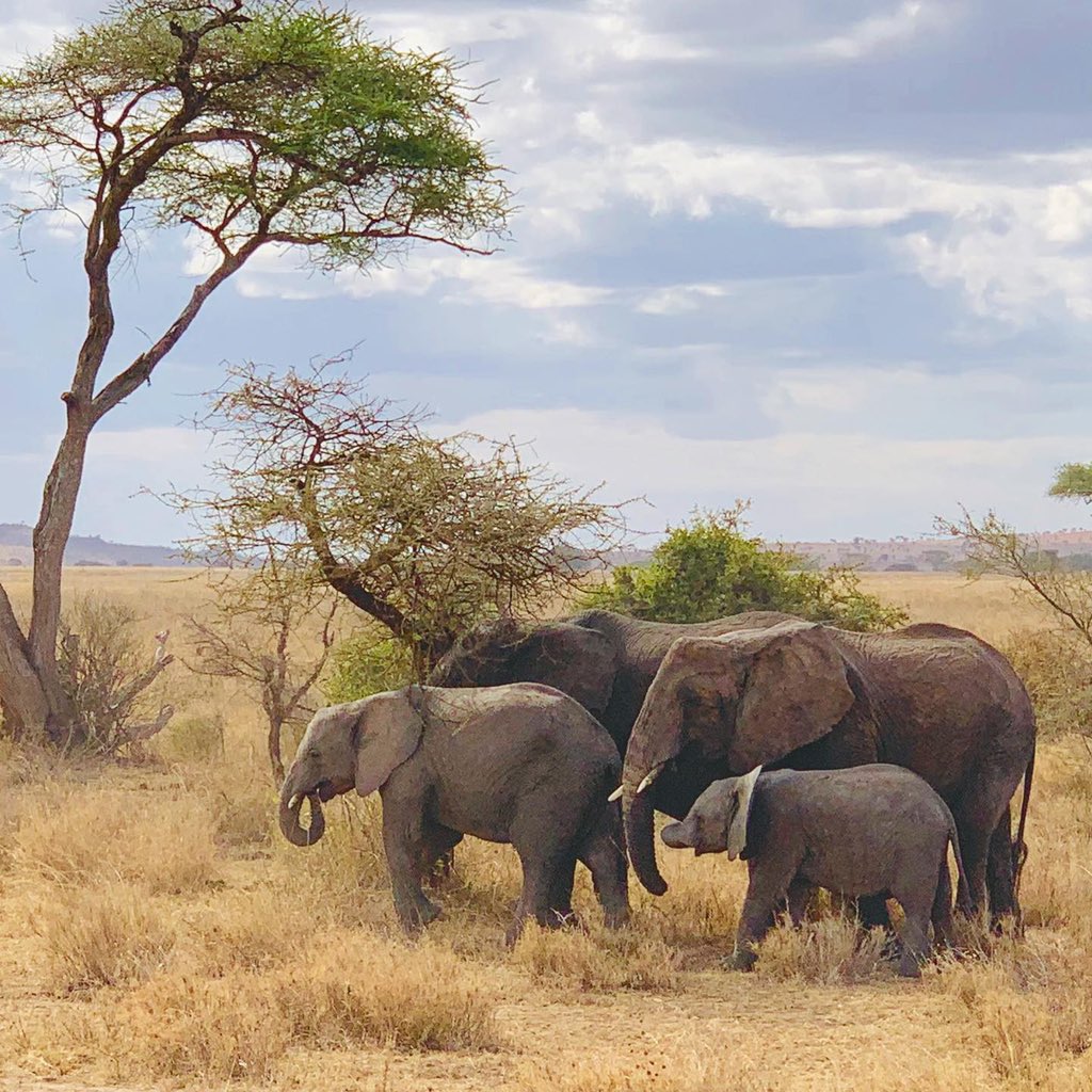 Syberspace's tweet photo. Here are just a few of the many animals we saw. @TanzaniaExpedit really showed us the time of our lives! #ShawnAndSyInTanzania2019 https://t.co/tTPM7ENbXM
