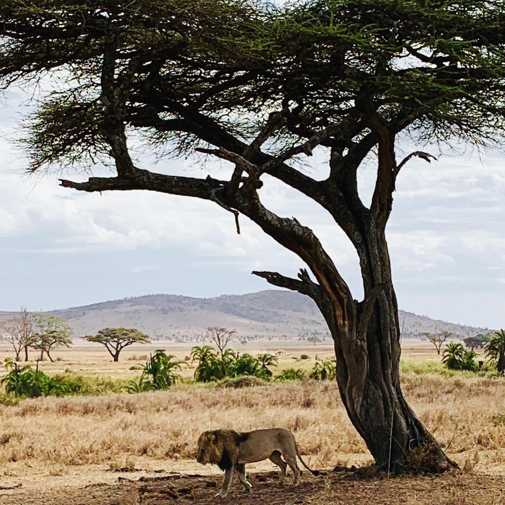 Syberspace's tweet photo. Here are just a few of the many animals we saw. @TanzaniaExpedit really showed us the time of our lives! #ShawnAndSyInTanzania2019 https://t.co/tTPM7ENbXM