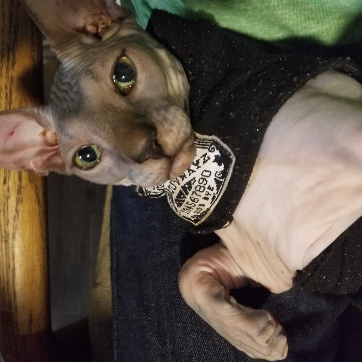gjsoza's tweet photo. My friend's bald boy sitting on my lap during DnD https://t.co/orI0K7dWhO