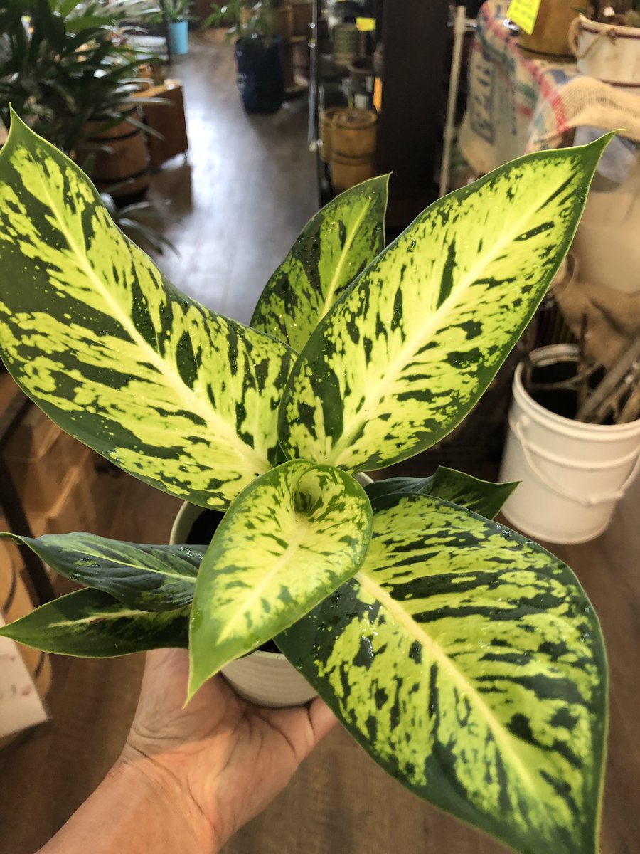 ファニープランツ En Twitter すごい柄 こんなのがわんさか生えてるのか 熱帯アメリカ 自然界で出くわしたらちょっとビビりそう Funnyplants 小山市 観葉植物 専門店 インテリアグリーン ディフェンバキア スパークレス