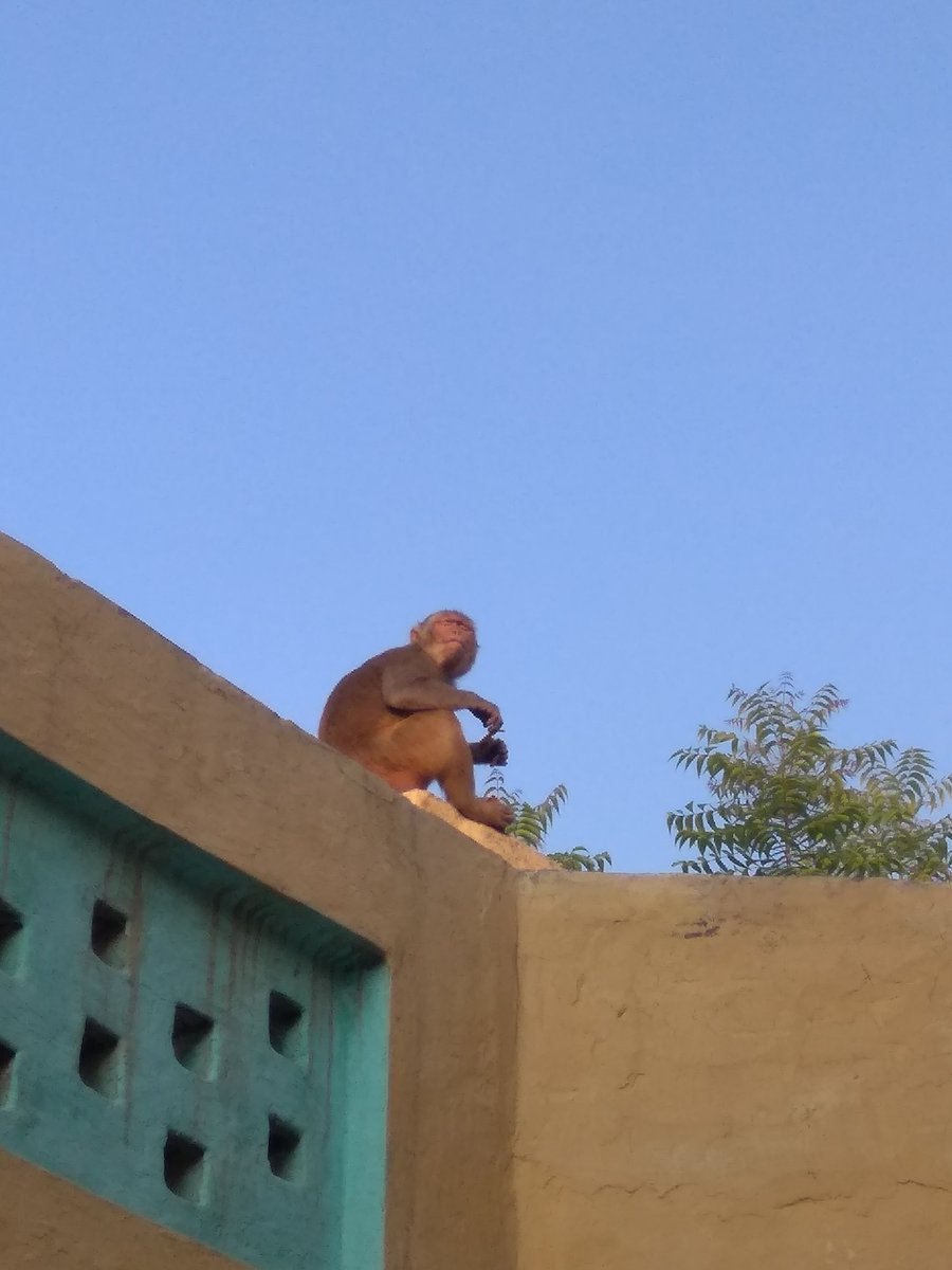 narwal_reena's tweet photo. It's common in our village to see the monkeys.Therefore ,no child is afraid of monkeys .They know how to deal with human beings by stealing their clothes or shoes and demanding food in return otherwise it will designed again 😂
#monkeyloonday #animals #animal #FunFact https://t.co/R2fHYZDB8t