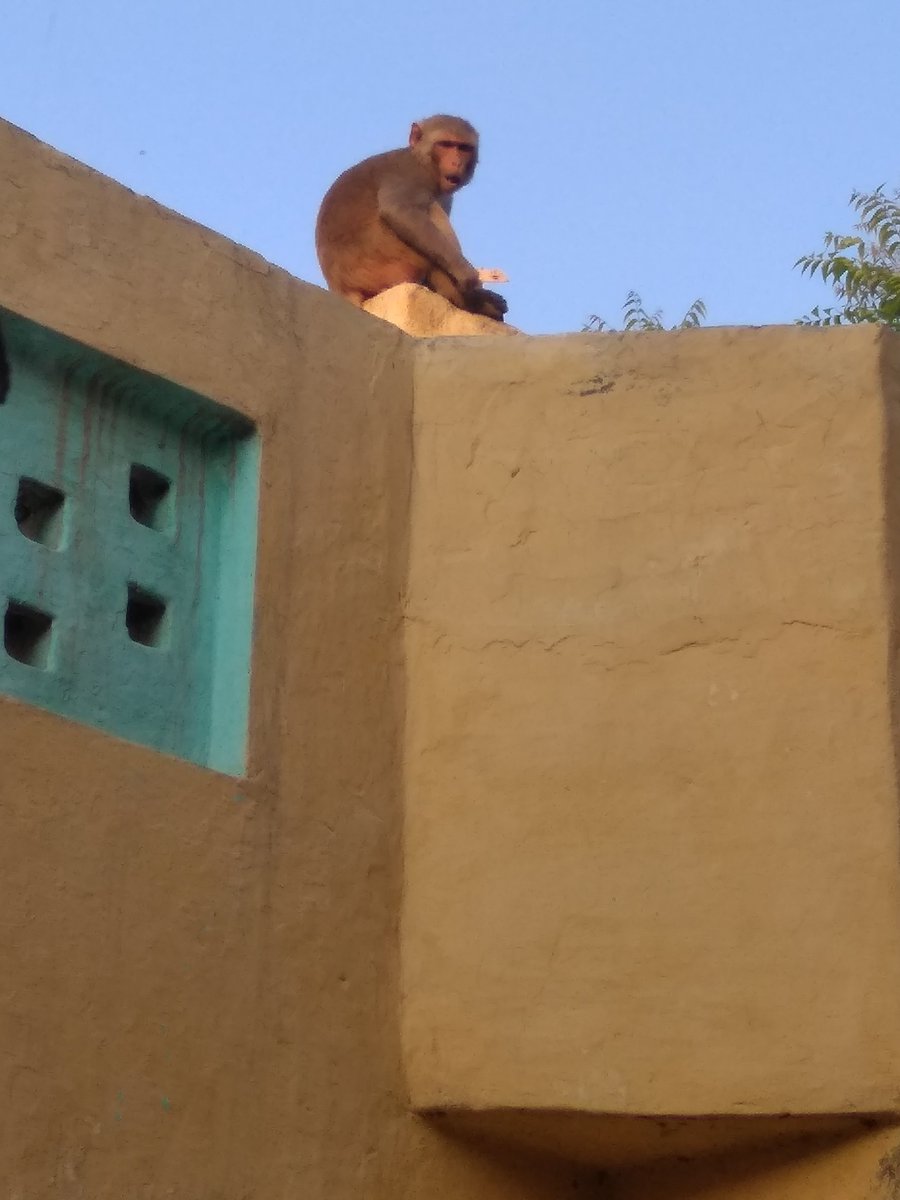 narwal_reena's tweet photo. It's common in our village to see the monkeys.Therefore ,no child is afraid of monkeys .They know how to deal with human beings by stealing their clothes or shoes and demanding food in return otherwise it will designed again 😂
#monkeyloonday #animals #animal #FunFact https://t.co/R2fHYZDB8t