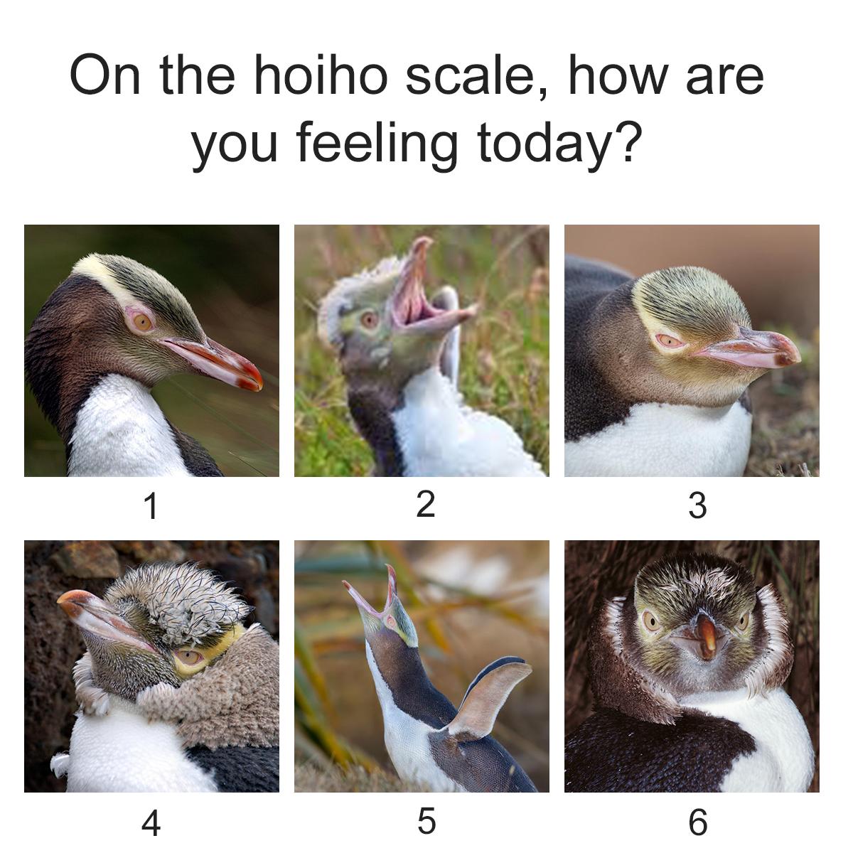 Feathery Memes For Bird Of The Year Teens Tell Me How Are You Feeling On The Hoiho Yellow Eyed Penguin Scale Today Votehoiho Ipc10 T Co Am63pfttif Twitter