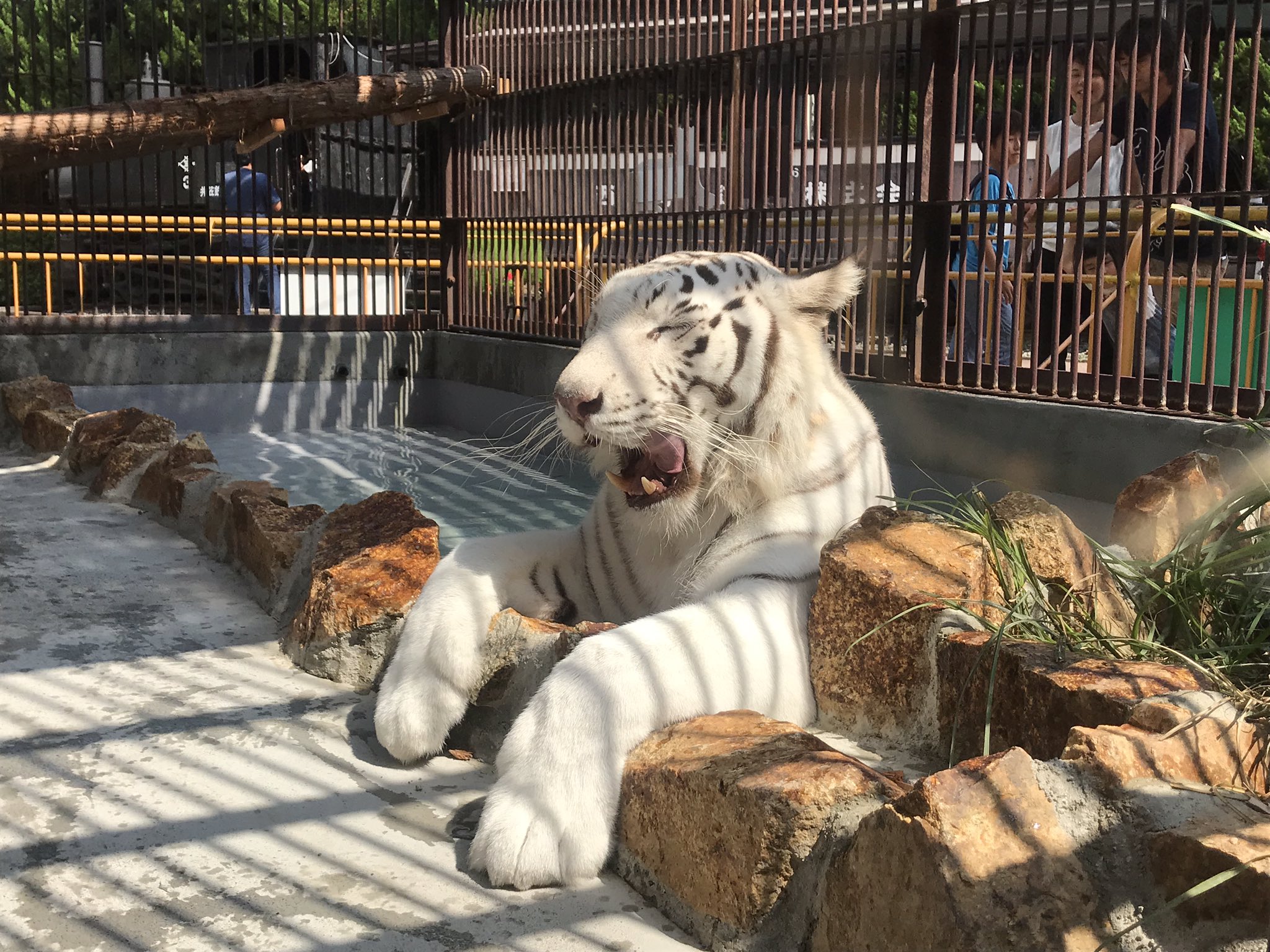 公式 池田zoo 池田動物園 晴れた日にプールに入っているサンちゃんの正面からの様子です 下半身がプールに浸かりとてものんびりしていました 動物園 Zoo ホワイトタイガー Tiger サンちゃん 岡山 T Co L18l9msbrv Twitter