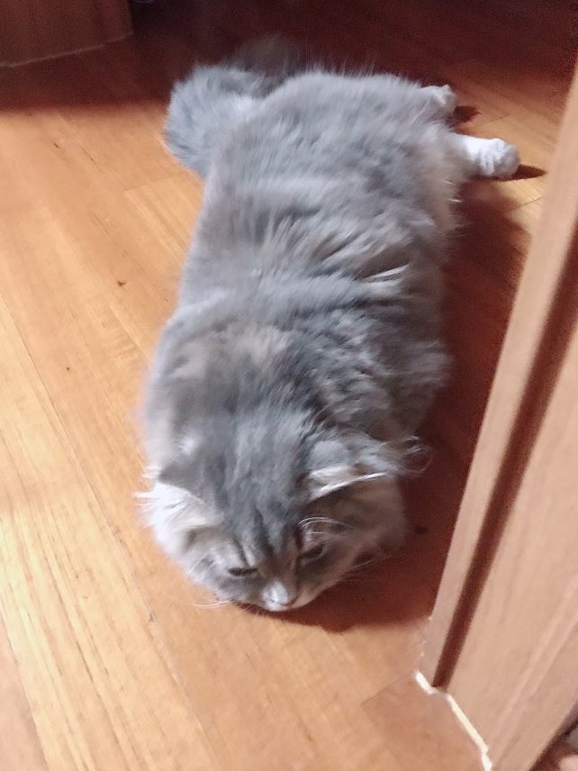 우리 쿠마애기사 여기에도 올려야지(◦ˉ ˘ ˉ◦)