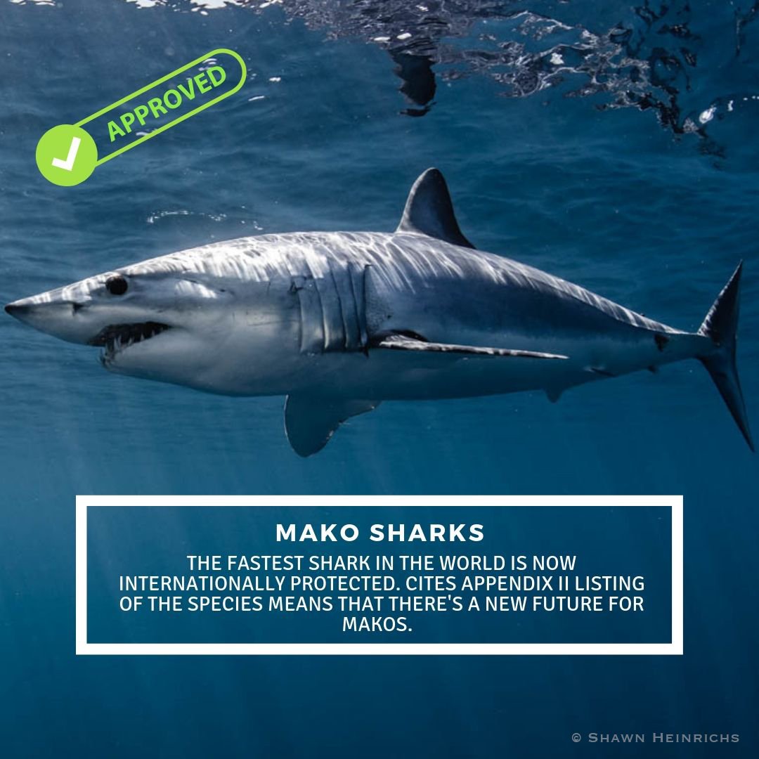 Massive wins for sharks and rays worldwide as 18 species receive new protections and regulations on international trade. Mako sharks, wedgefish, and giant guitarfish all now listed under CITES Appendix II. Listings were co-sponsored by a record number of countries!