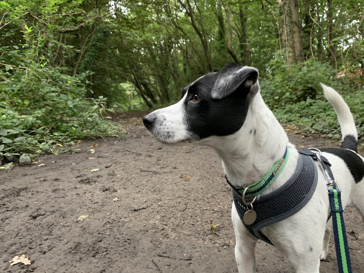 ThePawPostUk's tweet photo. Happy fursday everyone - dont you just love these short weeks?
Patch and I are having a walk round Jesmond Dene - where’s your fave morning walk?
#dogsofnewcastle https://t.co/gkKFUchqIh