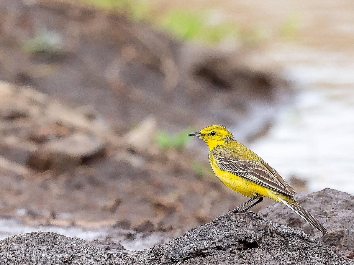 A light bulb in the mud #YellowWagtail