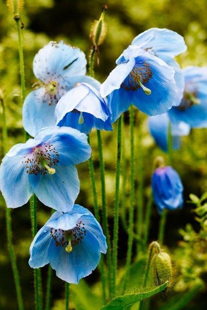 House & Garden Magazine tweet media