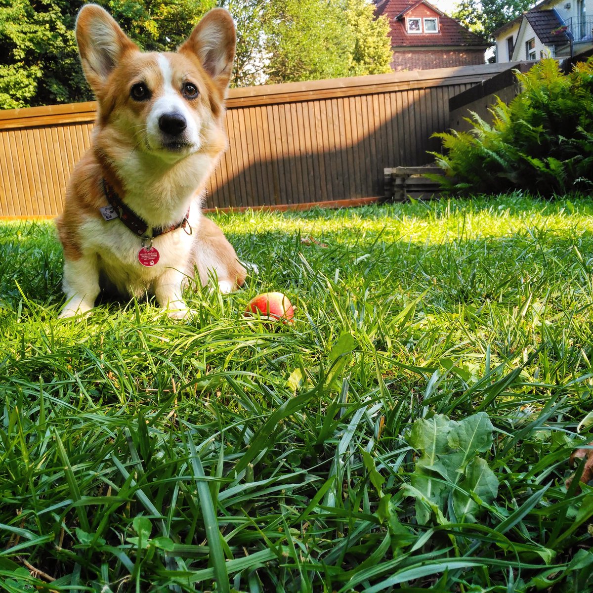 Fotos aus meinem 🐾 - Leben. 
Die Regeln: Keine Menschen (Hundeselfies sind erlaubt), keine Erklärungen, und Jemanden neues nominieren.
Jeden Tag, dass gleiche. 7 Tage lang.
Ich wurde nominiert von @LockePudel und nominiere @RidgebackH
#corgi #wurzelkobold