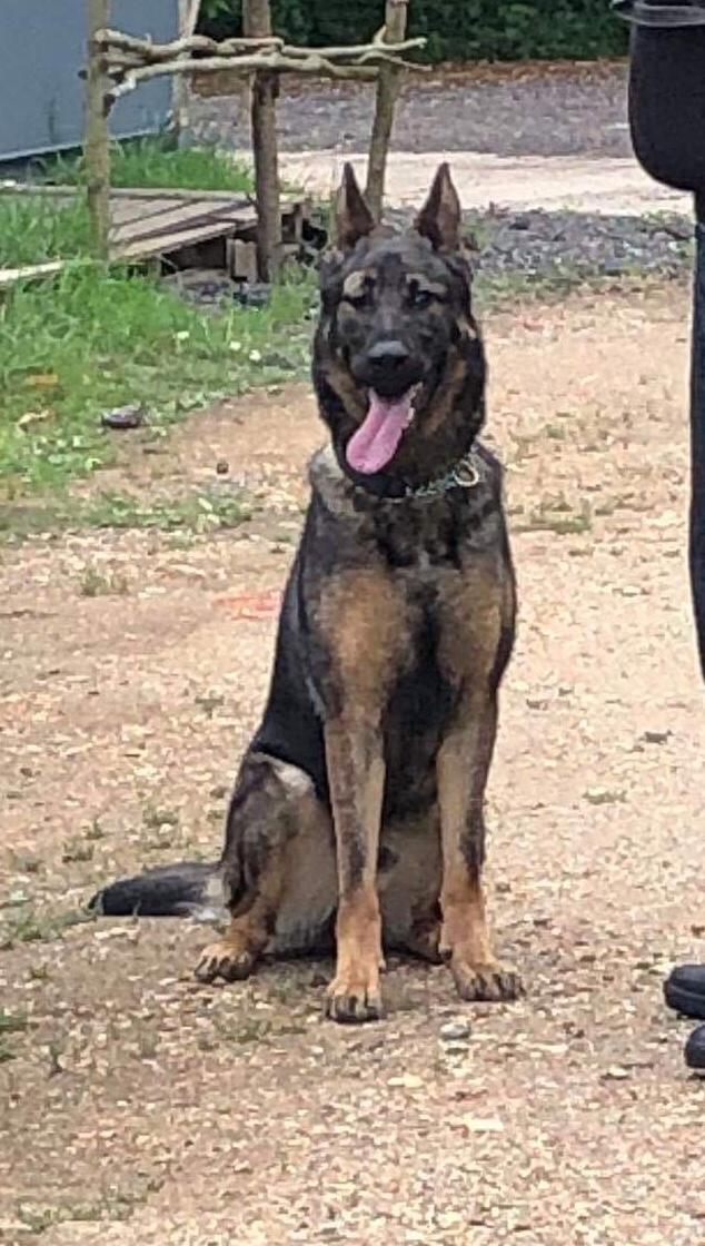 BCHPoliceDogs's tweet image. 0530hr start for PD Bran, TPDs Obi &amp;amp; Boss -  Hydration Intensified Tracking Training. #thenoseknows #trainforreality