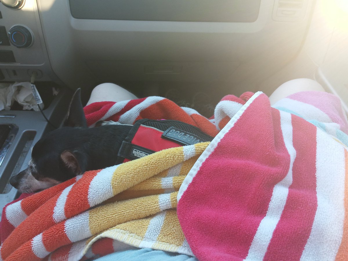 chebikitty's tweet photo. Sorry haven't been streaming much, our internet has decided to be a butt so we are dealing with them and then life has been kicking me in the butt. Here is pics from our beach day, didn't turn out perfect but I think Wanda liked it. https://t.co/m6ZopoIkqD