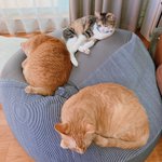 人をダメにするソファがねこをダメにしてて使えない!