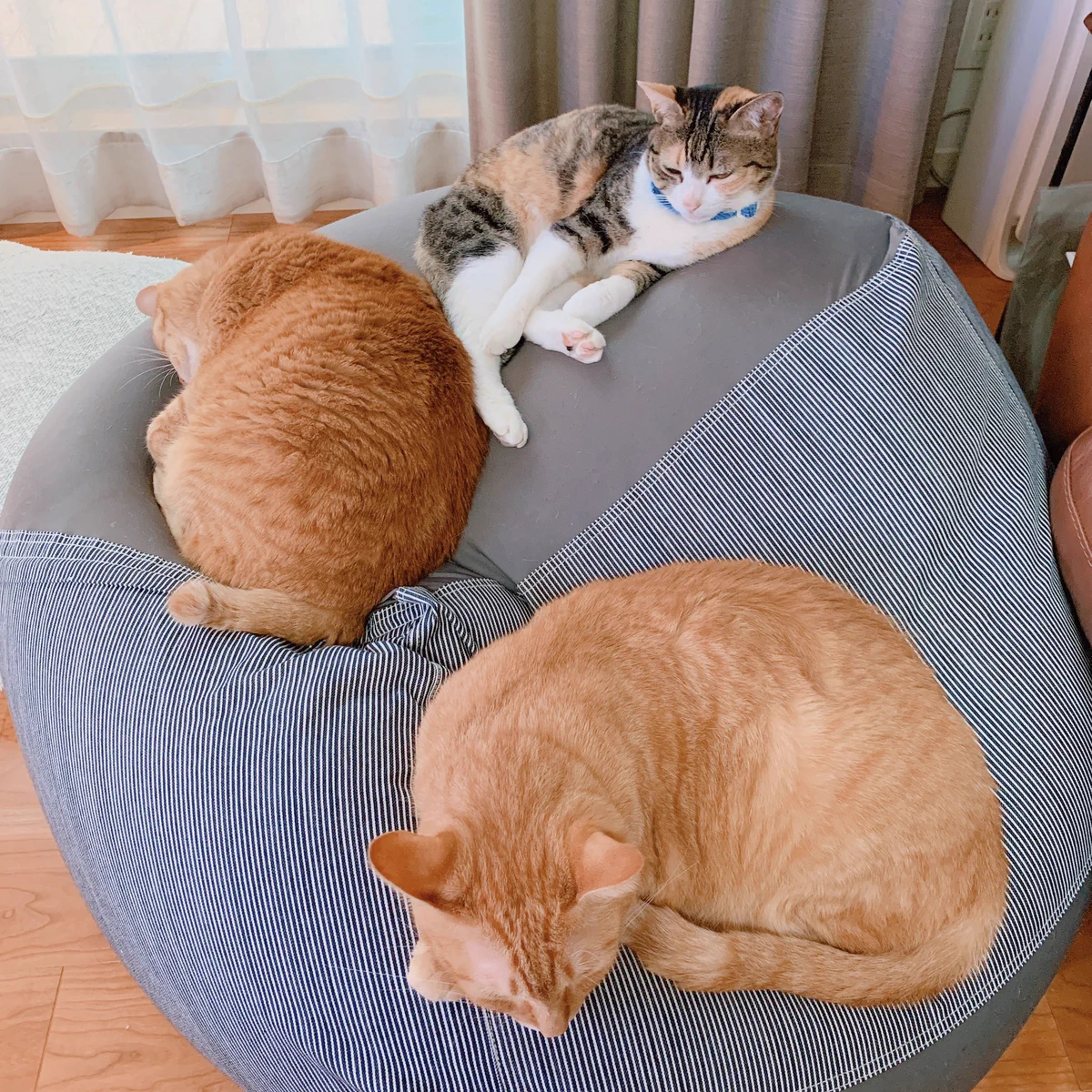 人をダメにするソファがねこをダメにしてて使えないwww