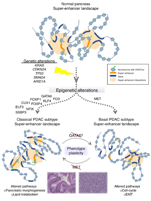 NatureComms's tweet photo. Raul Urrutia and colleagues review the epigenomic landscape of pancreatic cancer. Out now! https://t.co/fjnYYl0utR #cancerresearch @GLomberk
@LomberkLab @precision_ru @mcwgspmc @MedicalCollege https://t.co/Gib6g9Tu5t