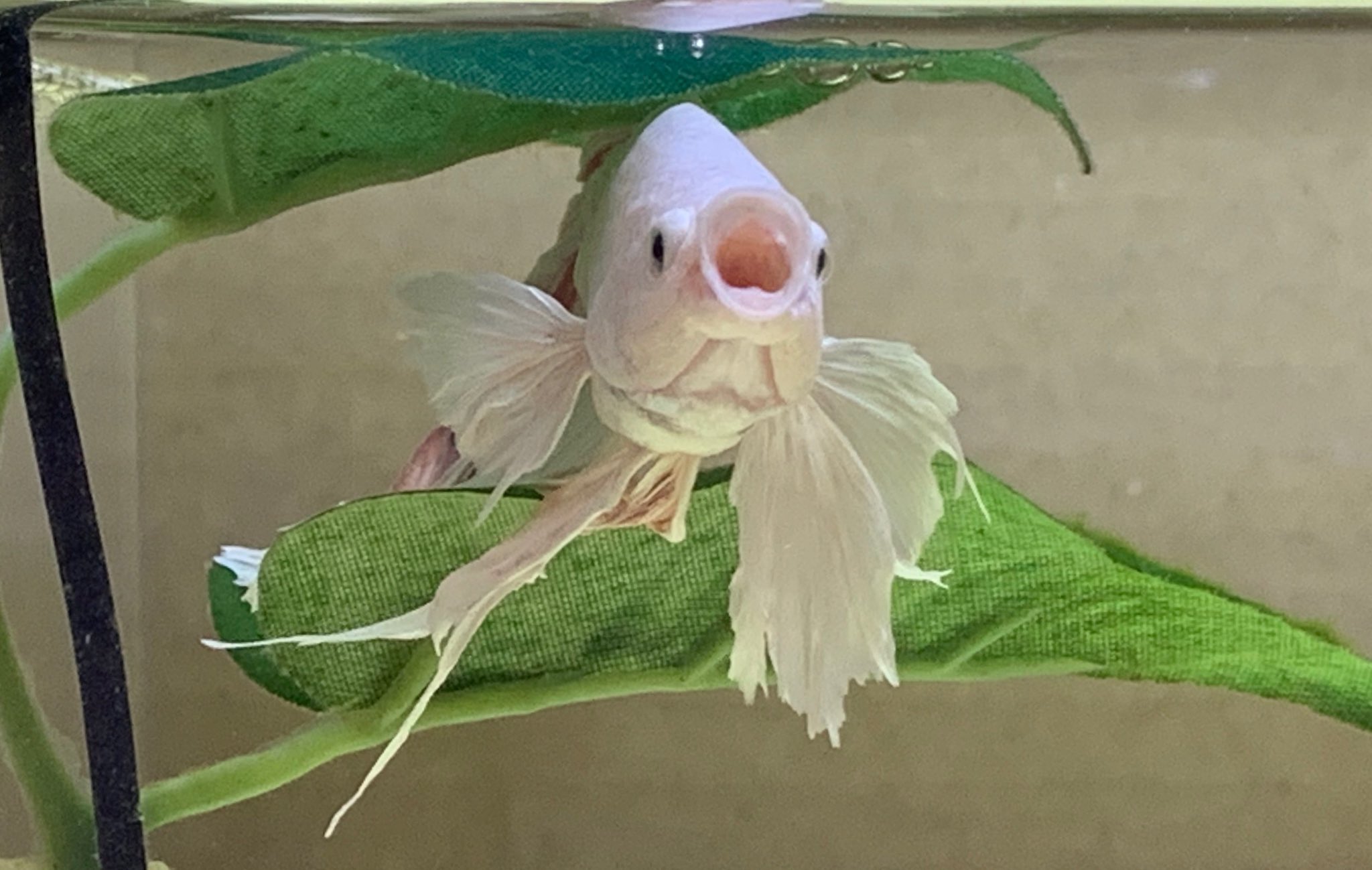 矢澤 光彦 Mitsuhiko Yazawa ベタの叫び おーーーーーい 本当はあくび ベタ ダンボ ハーフムーン プラチナホワイト 熱帯魚 T Co Ift6m5vkqt Twitter