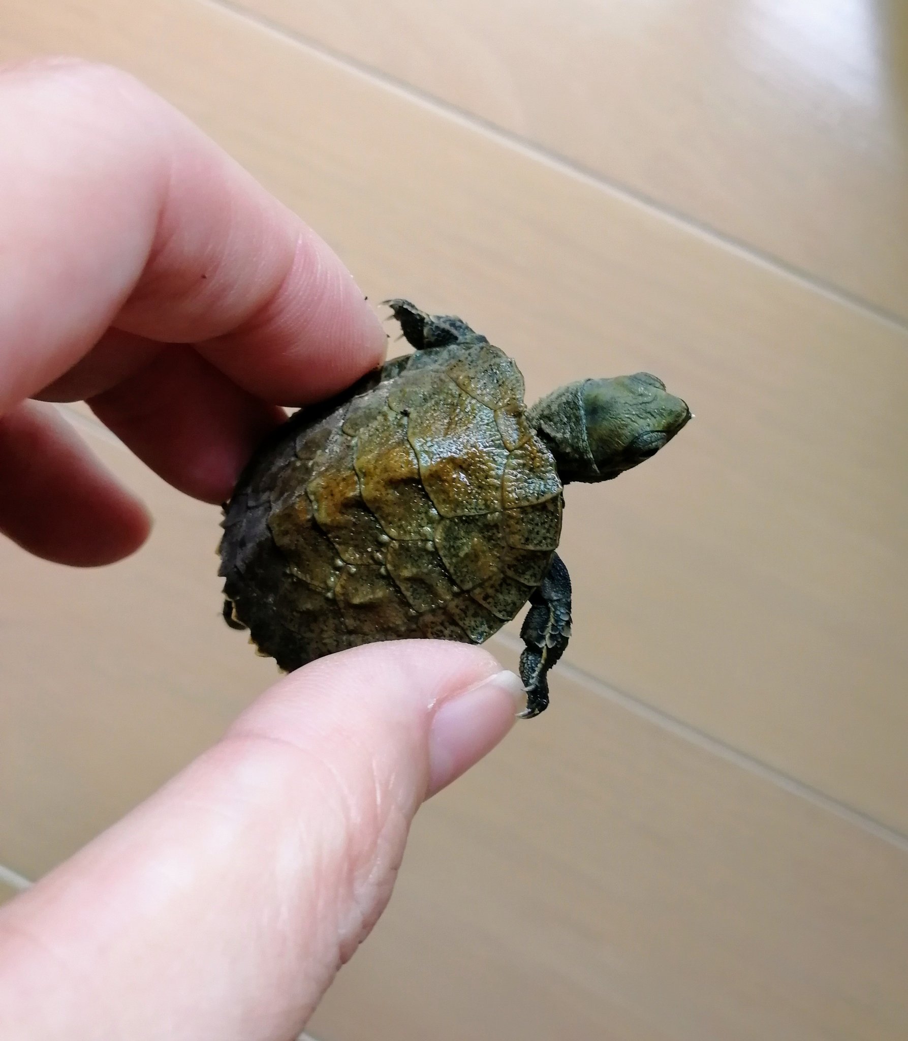 オダカマサキ オドンガー大佐 Masakiya1624 夜写真撮って送りますが 飼い始めの頃でこんなです 右のプラスチックのケースに水が入ってます 今はもう少し大きい衣装ケースみたいのになって部屋にいます ちなみに一年くらい前だから もっと大きくなり