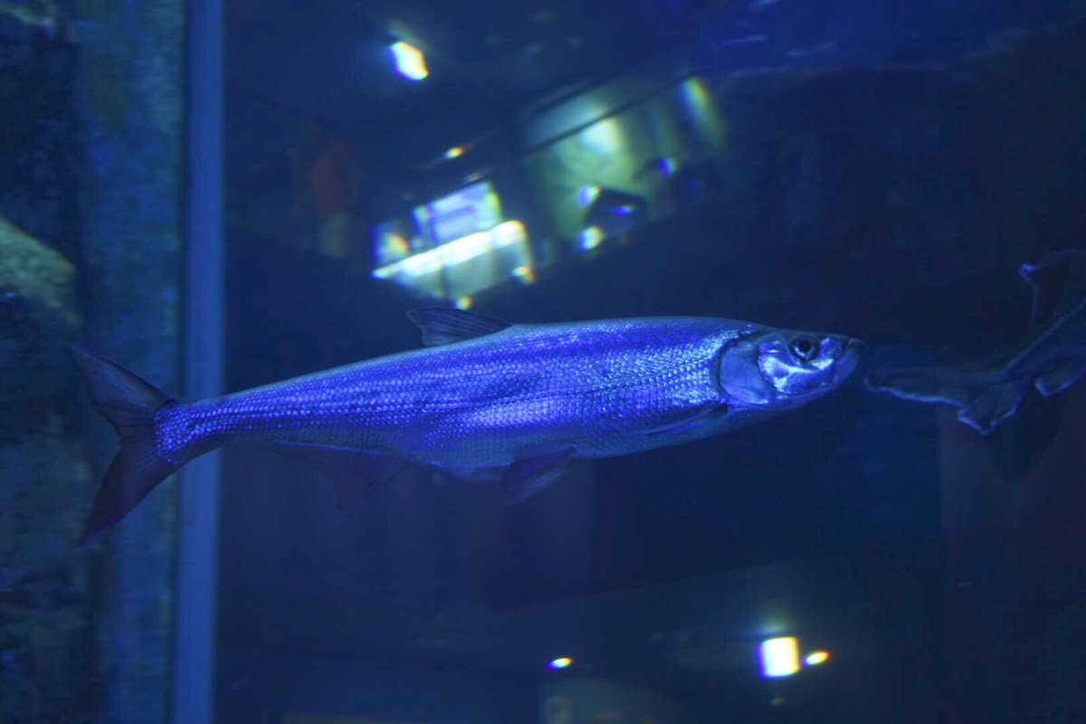 たいち على تويتر 韓国の淡水魚オンリーの水族館 もう最高以外の言葉が思いつかない ソウルからそんなにアクセス良くないけどかなりオススメ