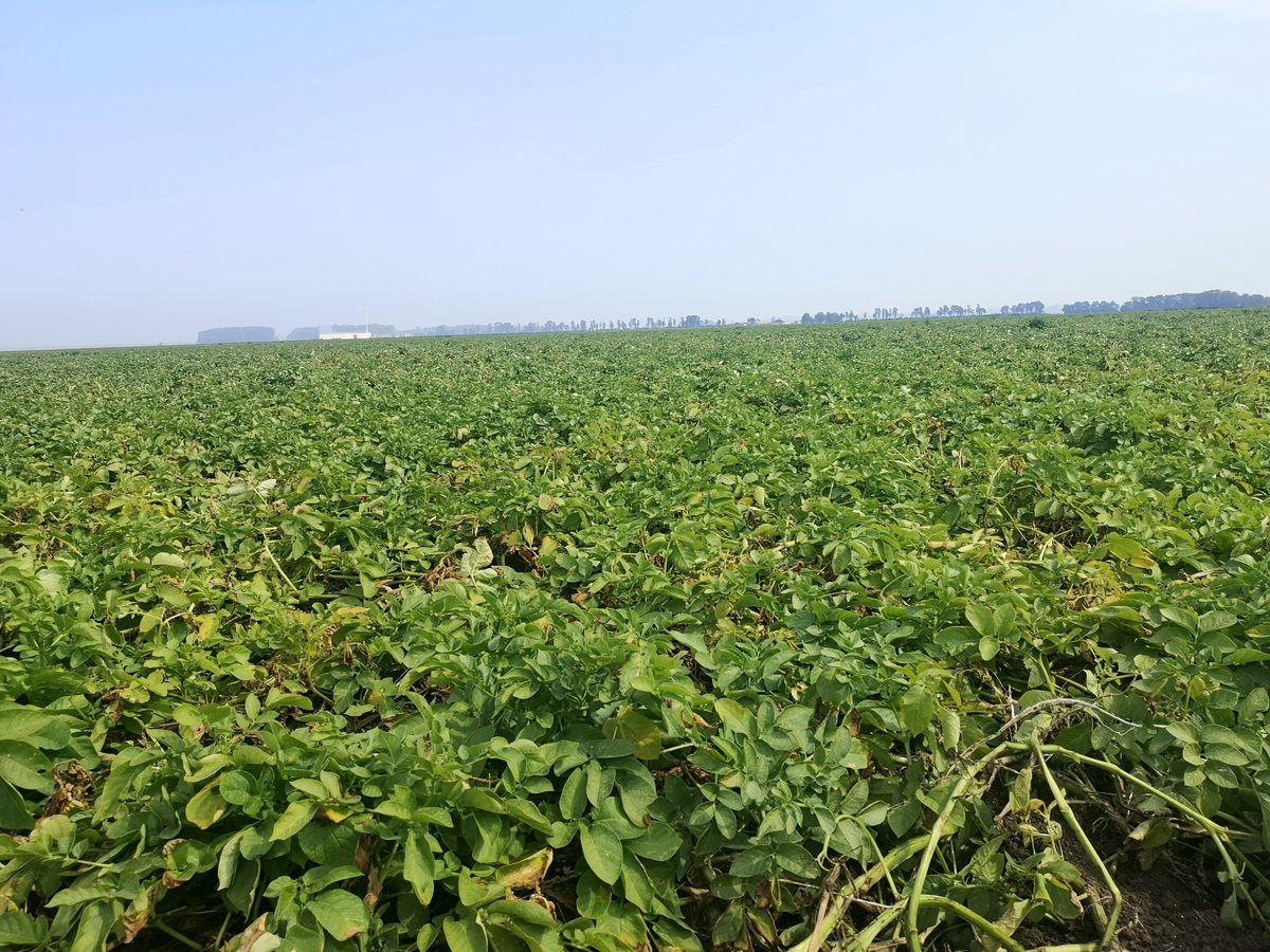 🇳🇱Heat stressed Innovator in the Netherlands, the one on the right has been treated with Lono (Toucan) #innovation 🥔