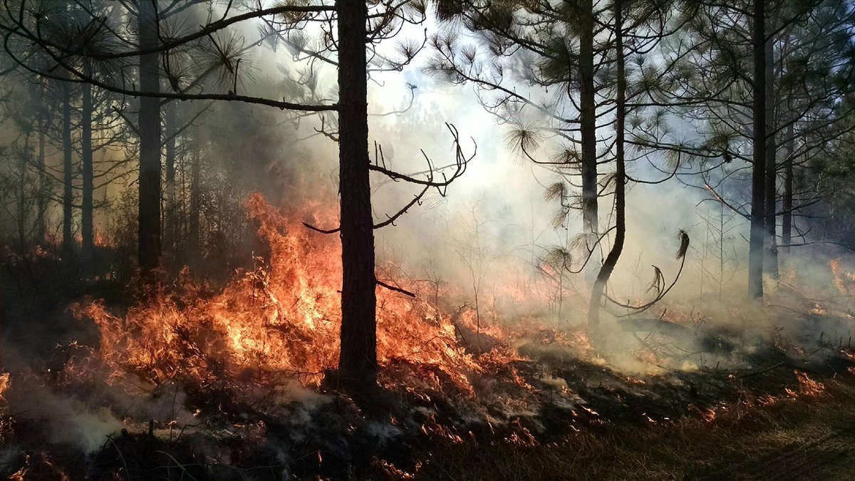 WakeGovParks's tweet photo. Prescribed Burn in #HarrisLake’s Longleaf Pine Area Today! Portions of the Peninsula Trail will be closed to the public in order to conduct a prescribed burn in our Longleaf Pine Restoration area. Please follow posted signs during this important forest management procedure. https://t.co/cAISHh2rqX