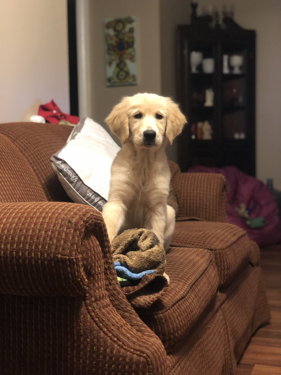 Christyn_Laine's tweet photo. My girl was asked to be a brand ambassador for a doggie boutique 💜 #prouddogmomma #goldenmama https://t.co/IZuKVuUozJ