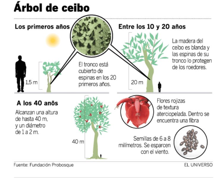 GAP571's tweet image. Gigante que ayuda a equilibrar el ecosistema costero. Desarrollo le lleva + 100 años sus espinas protegen de depredadores,sus fuertes raíces evitan erosión de la tierra, en sus ramas anidan 🐦 colembas, su tronco almacena💦 en invierno y la libera en sequía 🆘 CerrosVíalaCosta