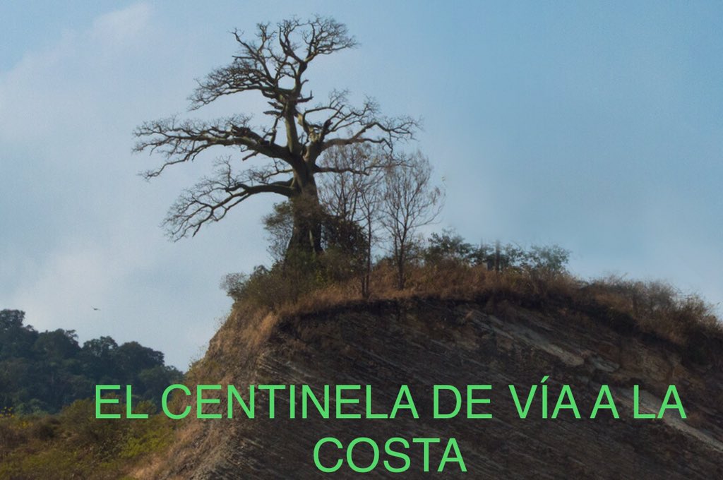 GAP571's tweet image. Gigante que ayuda a equilibrar el ecosistema costero. Desarrollo le lleva + 100 años sus espinas protegen de depredadores,sus fuertes raíces evitan erosión de la tierra, en sus ramas anidan 🐦 colembas, su tronco almacena💦 en invierno y la libera en sequía 🆘 CerrosVíalaCosta