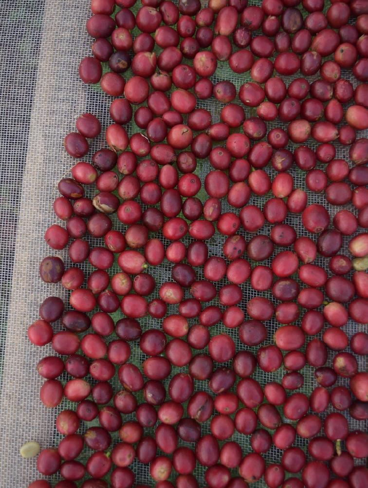 TheQueenBean tweet media