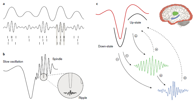 Nature Neuroscience tweet media