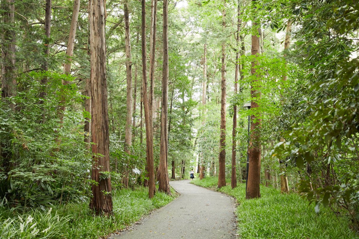 大学 麗 澤