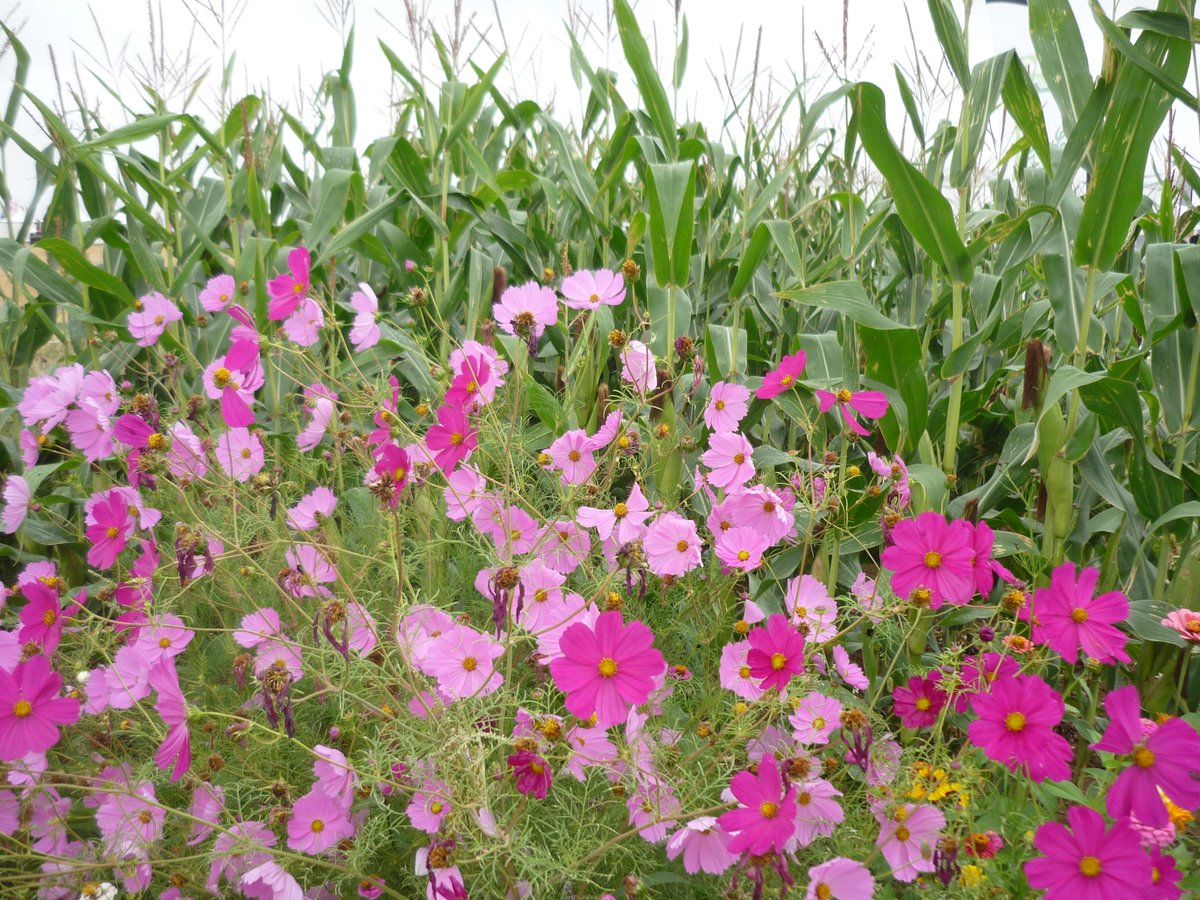 Innov-Agri tweet media