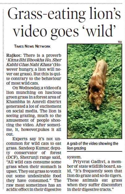 PCCF Wildlife (@pccfwildlife) on Twitter photo Wild cats eat grass when their stomach is upset. This helps them vomit out some undigested food. Present video is about lion eating green grass in Khambha forest area of Amreli district. <a href="/drrajivguptaias/">Dr Rajiv Kumar Gupta IAS (Retd)</a> <a href="/HoffPccf/">PCCF & HoFF, Gujarat State</a>
#Lion #Lionking #Gujarat #Forest #GujForestDept Wild cats eat grass when their stomach is upset. This helps them vomit out some undigested food. Present video is about lion eating green grass in Khambha forest area of Amreli district. <a href="/drrajivguptaias/">Dr Rajiv Kumar Gupta IAS (Retd)</a> <a href="/HoffPccf/">PCCF & HoFF, Gujarat State</a>
#Lion #Lionking #Gujarat #Forest #GujForestDept