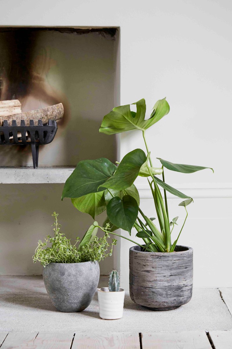 Hornby George PR (@hornbygeorgepr) on Twitter photo As demand for houseplants continues to go through the roof, our client <a href="/woodlodge_uk/">Woodlodge Products</a> has taken the wraps off Root - its newly branded and expanded collection of stylish indoor pots. Read the full story about this exciting <a href="/Glee_Birmingham/">Glee Birmingham</a> launch: tinyurl.com/y2yw8o2x As demand for houseplants continues to go through the roof, our client <a href="/woodlodge_uk/">Woodlodge Products</a> has taken the wraps off Root - its newly branded and expanded collection of stylish indoor pots. Read the full story about this exciting <a href="/Glee_Birmingham/">Glee Birmingham</a> launch: tinyurl.com/y2yw8o2x