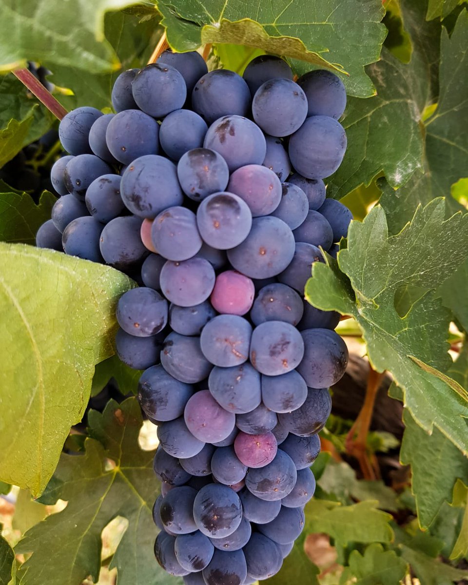 bodegasfarina's tweet photo. Hoy os damos los buenos días con esta preciosa imagen: un racimo de #uva #tintadetoro terminando de #pintarse. #envero #viñedo #viticultura #enoturismo #bodegasFariña #winelovers #aquíempiezatodo https://t.co/2fbKdYjvBs