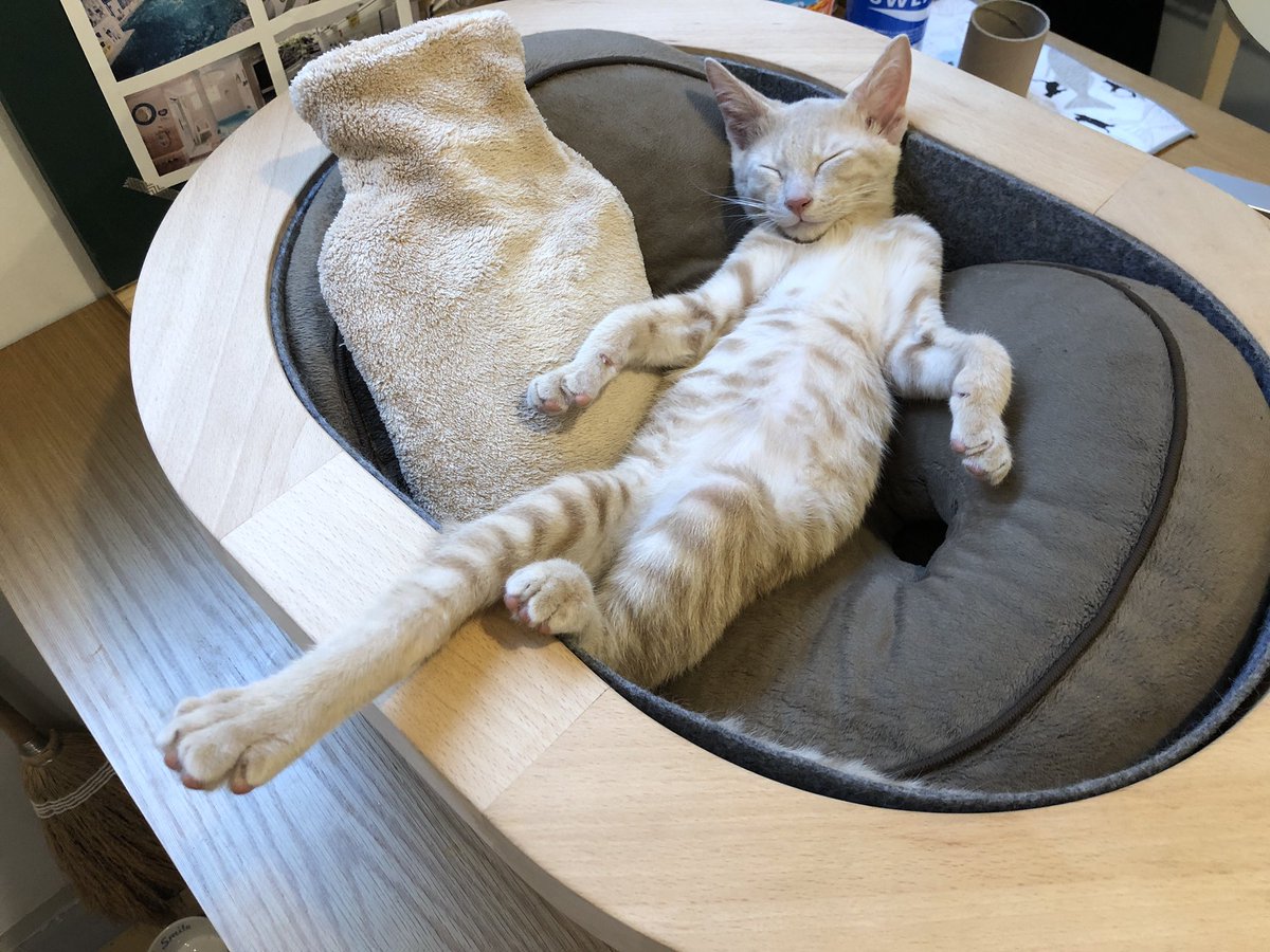 BooksCyan's tweet photo. 先日道で鳴いている子猫を保護し、店主の家族となりました🐈

まだ子猫のため当面は一緒に出勤をしております🙇‍♂️

名前はあおです🐈
3か月の元気な男の子で、大人しい性格ですが、甘えん坊のためお客さまにすりすりする可能性がございます🙇‍♂️
ご迷惑をお掛けしますが、何卒よろしくお願いいたします🙇‍♂️ https://t.co/YyaLlRPPvj