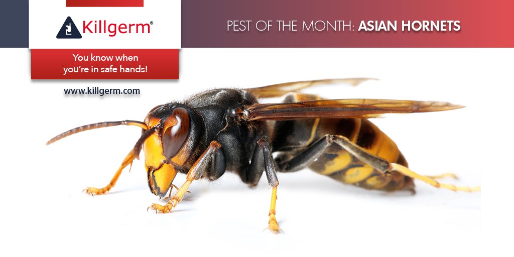 That brings us to the end of Pest of the Month for August. Stay vigilant when out and about. Don’t forget to report sightings immediately to GB non-native species secretariat >> alertnonnative@ceh.ac.uk
#PestoftheMonth #AsianHornet #InvasiveSpecies
