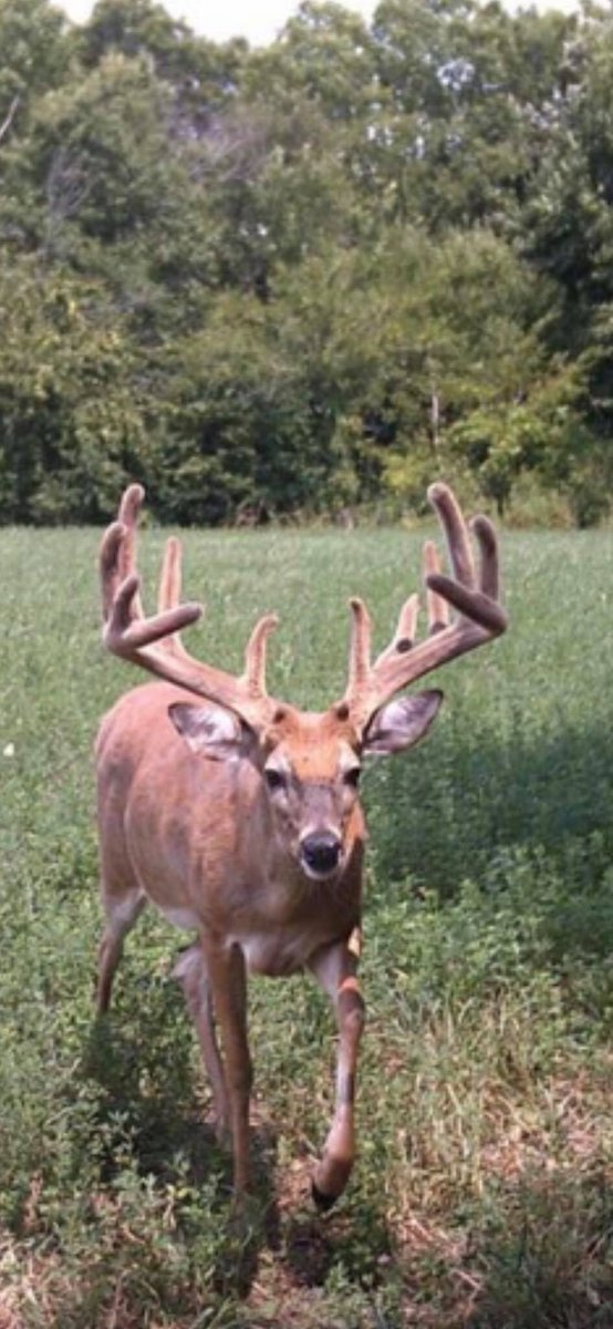 Folks are starting to post some dandy Missouri Bucks! Keep them coming. 😎