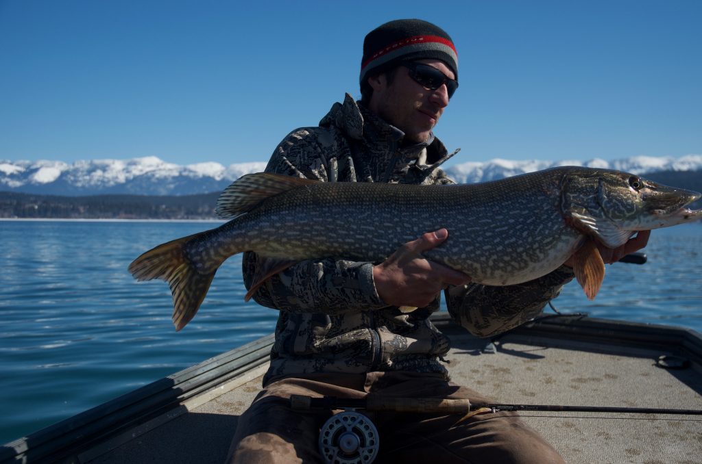 FlyRods_com's tweet image. What is the Best Weight Fly Rod for Pike? dlvr.it/RC5SyM #8weight #8wt #eightweight