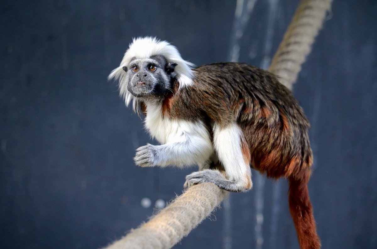 YorkshireWP's tweet photo. Check out this little beauty! 

This is one of a pair of critically endangered Cotton-Top Tamarins now living here at YWP ❤️

Tamarins are very social primates, and our favourite fact about them? Their hair stands up on end when they're excited 😂

Join us in welcoming them 😍 https://t.co/fHnknFSrnJ
