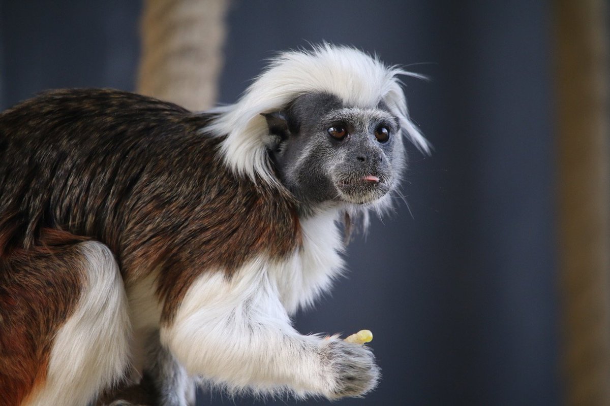 YorkshireWP's tweet photo. Check out this little beauty! 

This is one of a pair of critically endangered Cotton-Top Tamarins now living here at YWP ❤️

Tamarins are very social primates, and our favourite fact about them? Their hair stands up on end when they're excited 😂

Join us in welcoming them 😍 https://t.co/fHnknFSrnJ