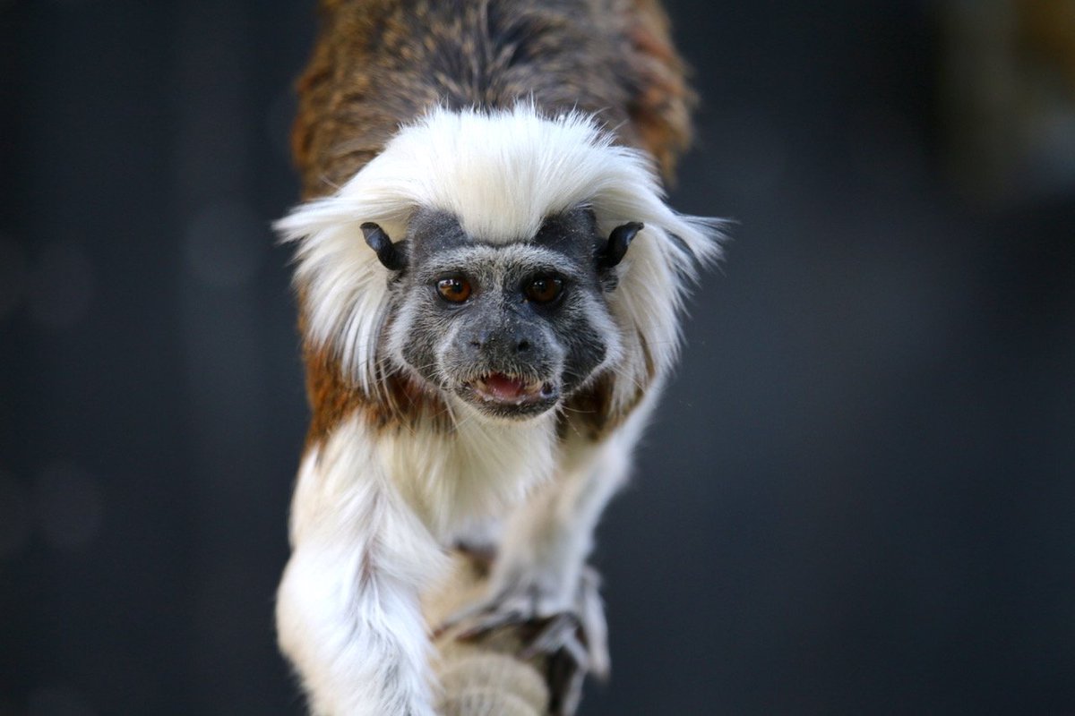 Check out this little beauty! 

This is one of a pair of critically endangered Cotton-Top Tamarins now living here at YWP ❤️

Tamarins are very social primates, and our favourite fact about them? Their hair stands up on end when they're excited 😂

Join us in welcoming them 😍