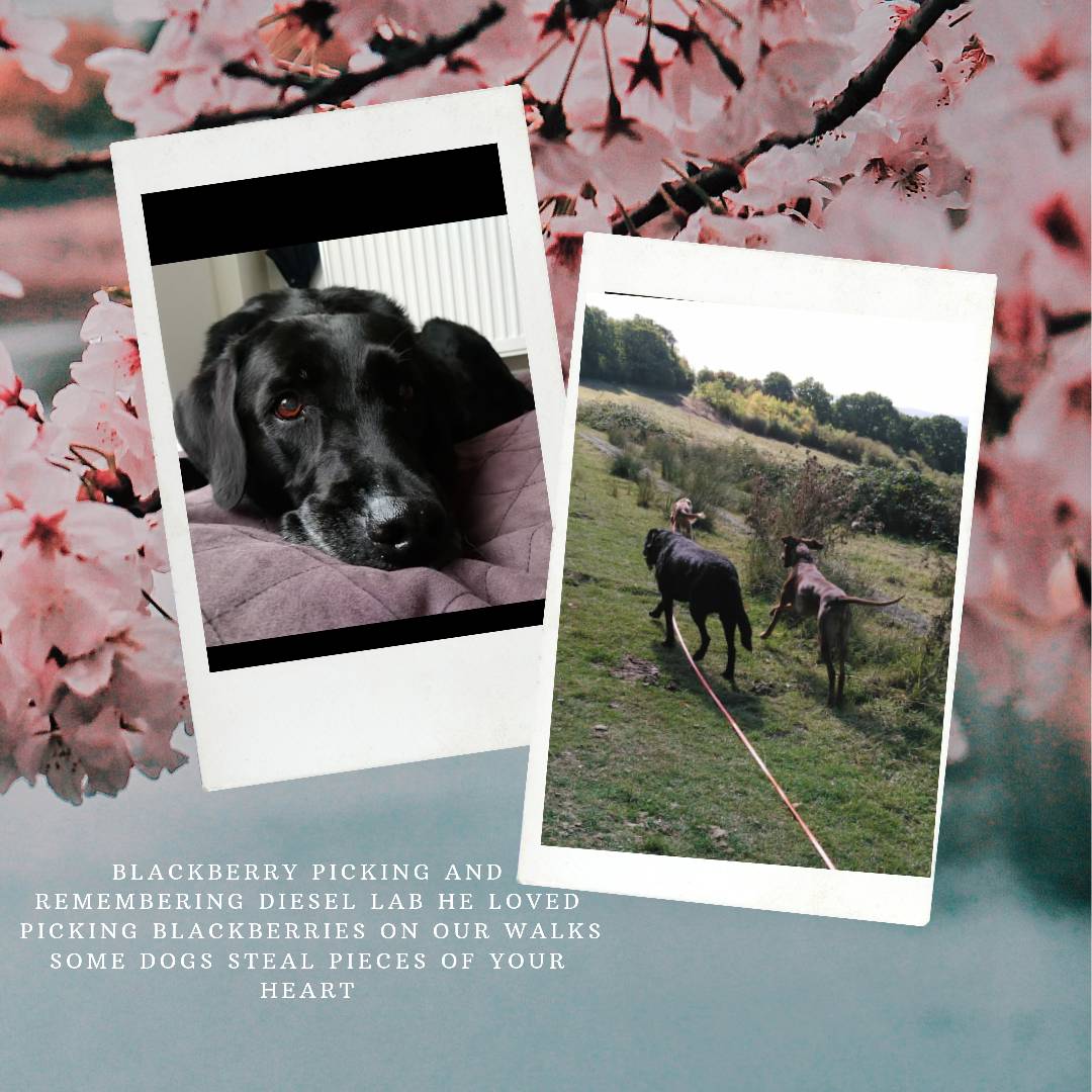 tailrunners's tweet photo. Blackberry picking on our group walk then getting flooded with memories of this time last season. Never just a dog for me 🐾❤️💙
___
#dogwalker #dogsrule #dogfriends #dogmum #rayleigh #hockley #doggydaycare  #lovedogs #adventure 
#puppy #love #Dog #dogs #blacklab https://t.co/zZGJv51WUY