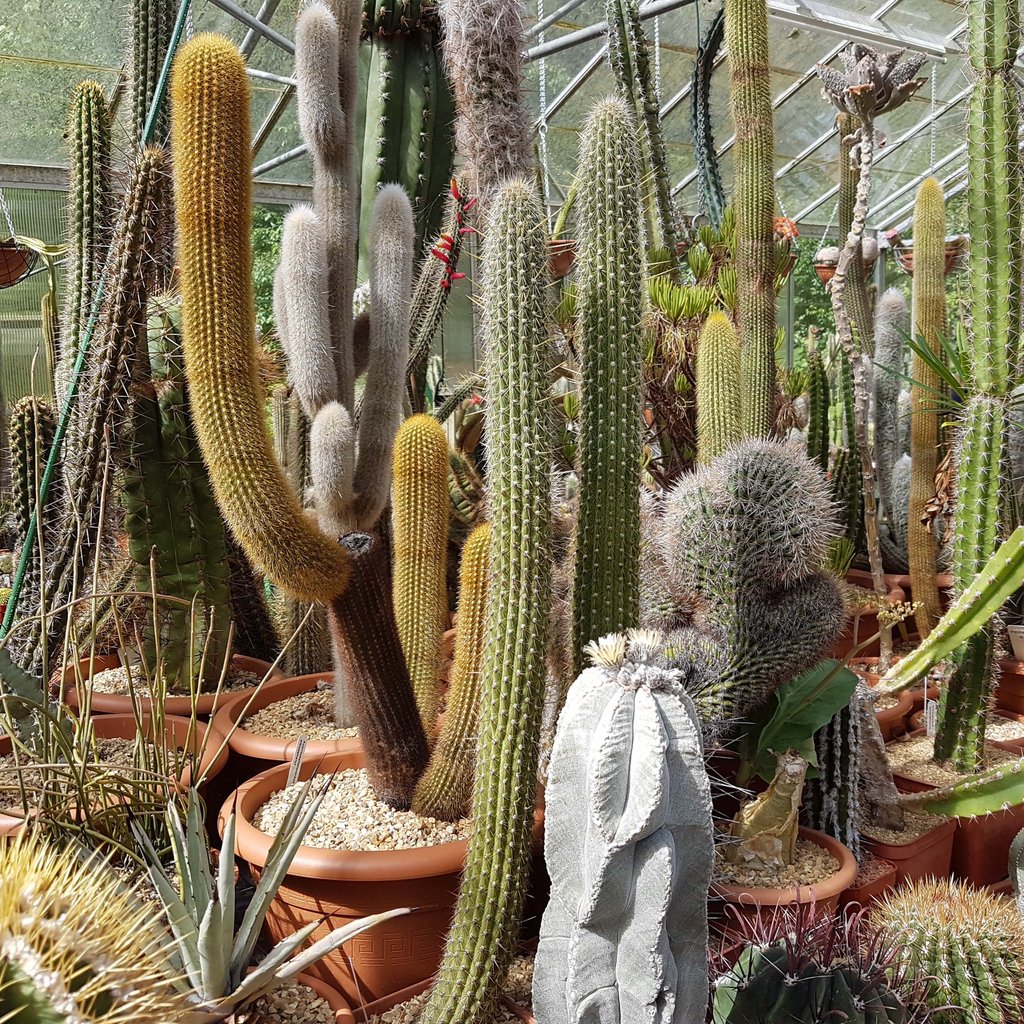 A fantastic collection in Sussex, UK. Many old plants. Wish they were mine!

#cactusdotcom #cactus #cacti #cactusflowers #kaktus #cactos #кактус #кактусыцветут #kaktusz #カクタス #uksucculent #ukcactus #cactiofinstagram #cactusgarden #cactuslove #desertworld #desertplant